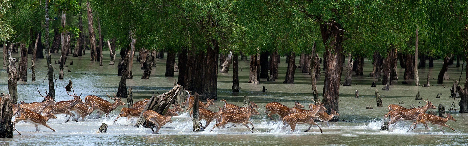 Sundarbans