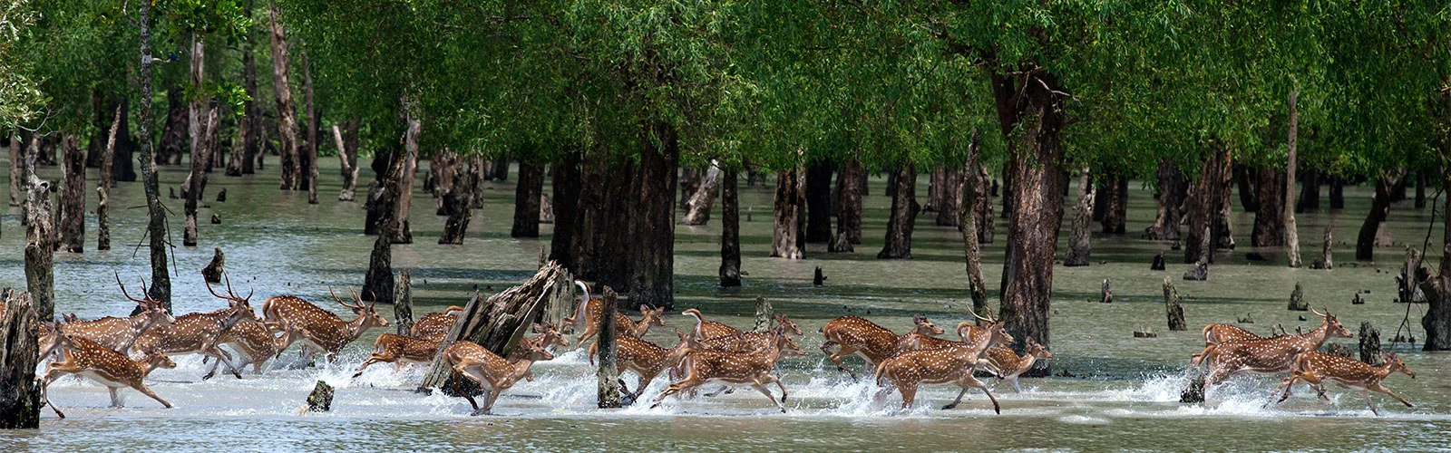 Herd of deer running through water in dense forest, a landscape reminiscent of trips by tour operators in Kolkata.