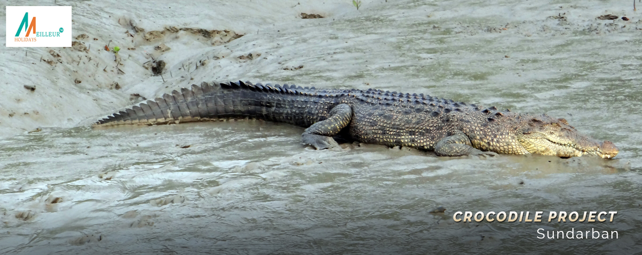 Kolkata Heritage Tour with Sundarban crocodile project