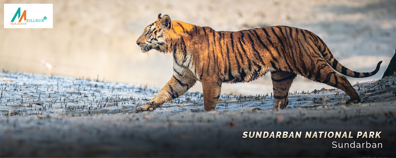 Experience the grace of a tiger striding across sandy terrain, a highlight of our Sundarban Tour Package.
