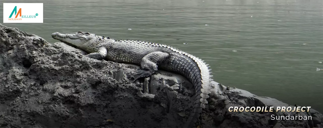 Sundarban Tour Package crocodile-project-1