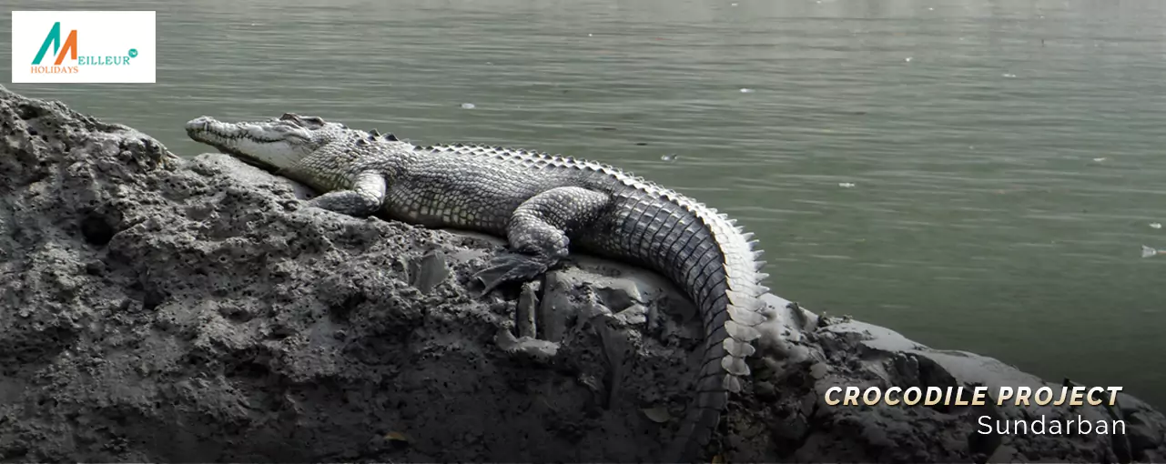 Encounter a serene scene as a crocodile basks on a rock by murky waters, part of our Sundarban Tour Package.