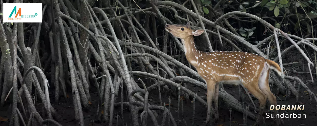 Sundarban Tour Package deer rehabilition centre