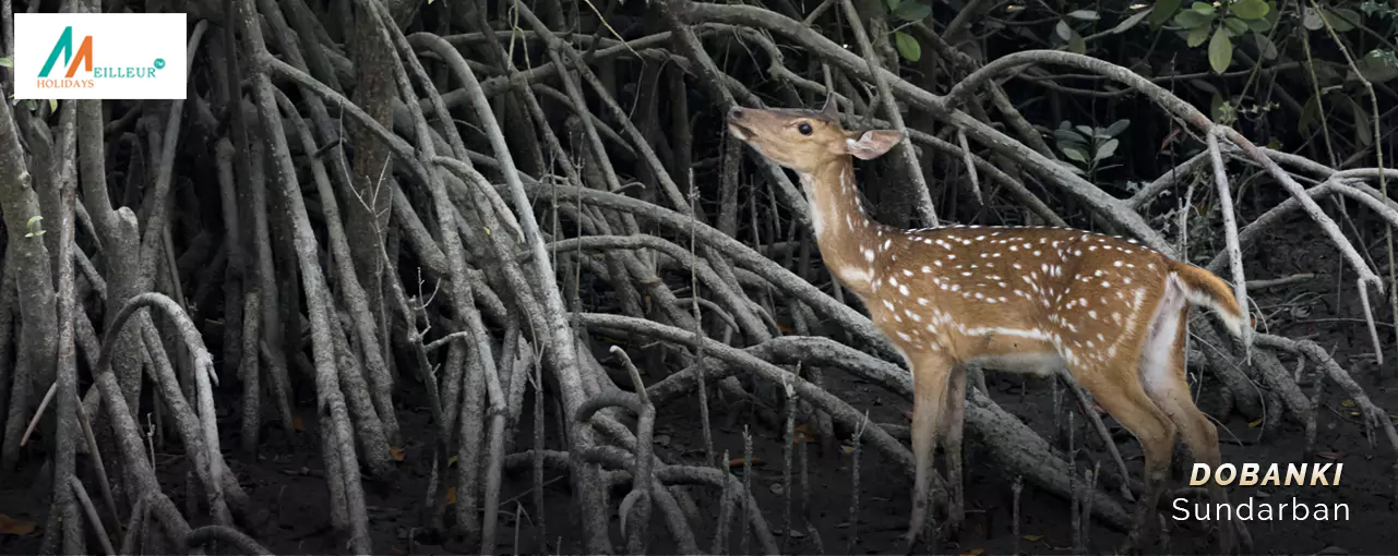 Observe a deer amid twisted roots, peering upward, a scene from our Sundarban Tour Package From Kolkata.