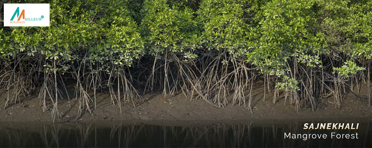 Explore dense mangrove forests, with aerial roots and lush foliage, on our Sundarban Tour Package.