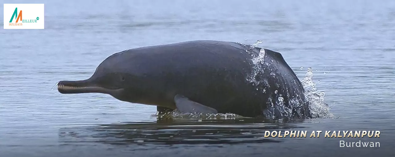 Dolphine kalyanpur