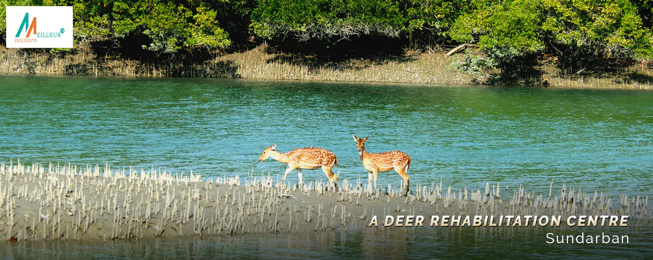 a deer Rehabilitation Centre