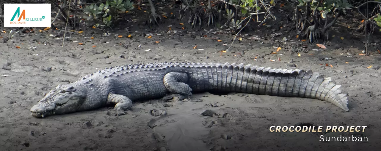 QUICK  SUNDERBAN Bhagatpur Crocodile Project