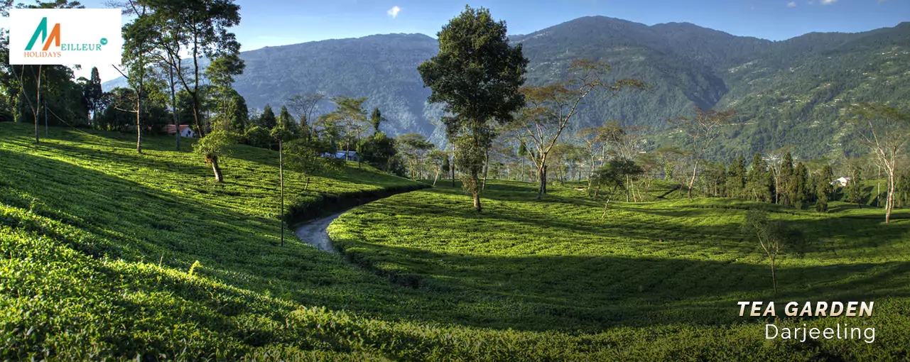 Panoramic view of Darjeeling tea gardens under clear skies, perfect for a Darjeeling tour package from Kolkata.