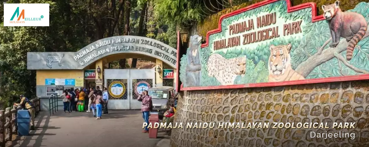 Darjeeling Tour Package Padmaja Naidu Himalayan Zoological Park