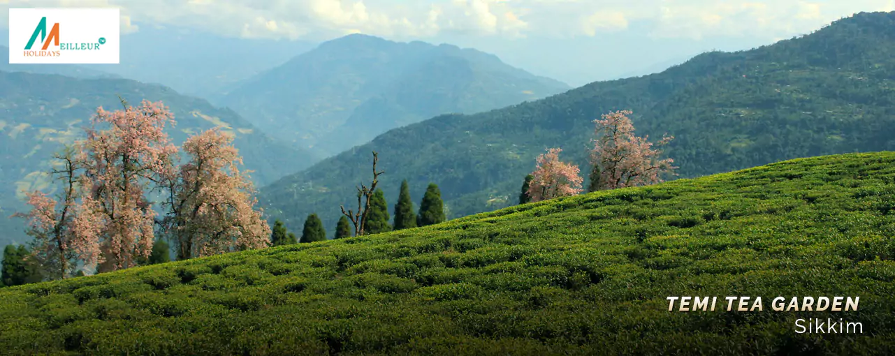 Kaluk Ravangla Gangtok Temi Tea Garden