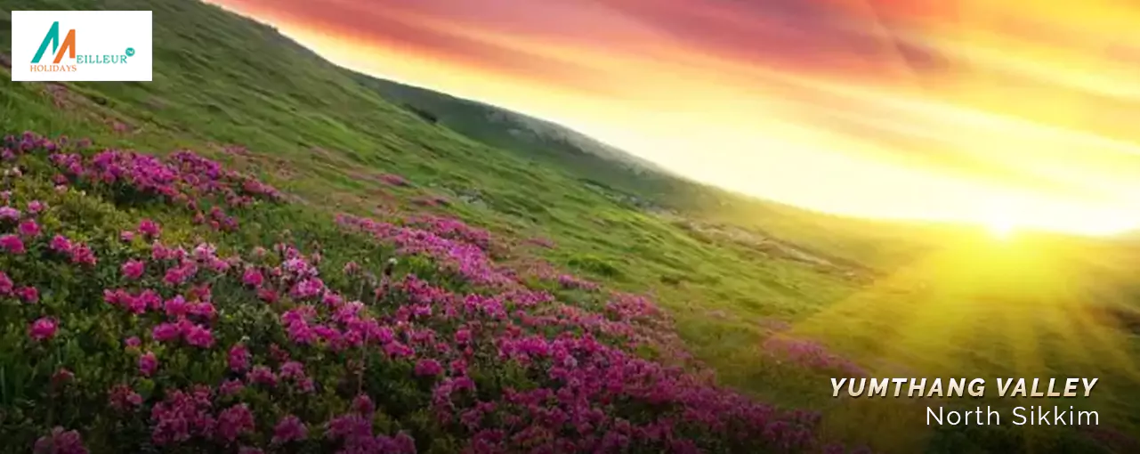 North Sikkim VALLEY OF FLOWERS