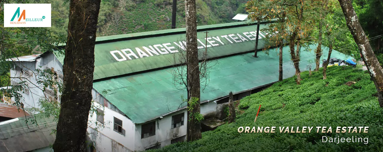 Gangtok Sikkim / Darjeeling Tour Package Orange Valley Tea Estate