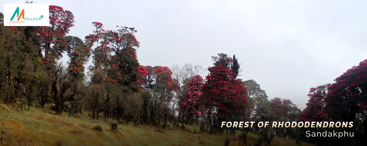 Sandakphu Phalut Rhododendrons