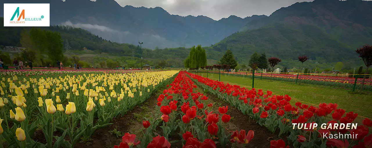 Kashmir Tour Package Tulip Garden