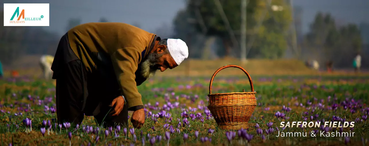 Kashmir Tour Package Saffron Fields