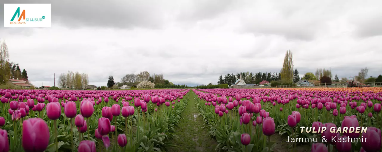 Premium Kashmir Package Tulip Garden