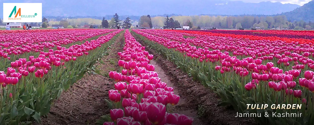 Offbeat Kashmir Package Tulip Garden