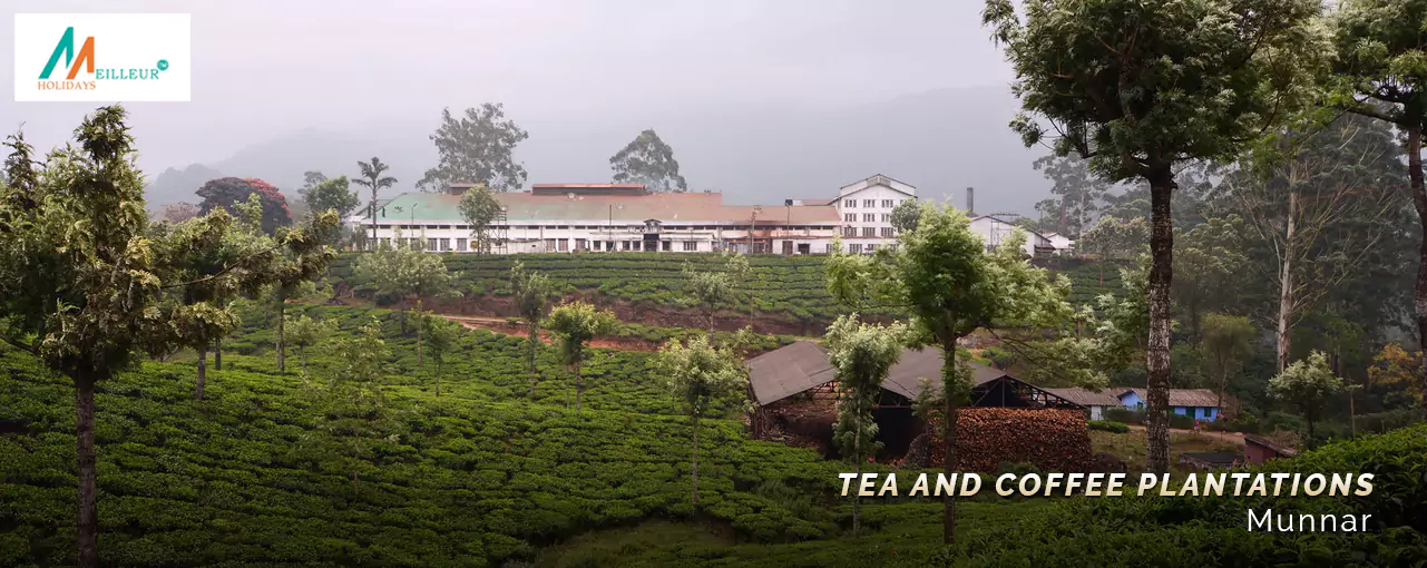 Kerala Tour Package Tea and coffee plantations