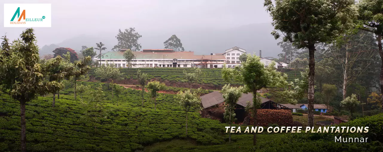 Tea and coffee plantations