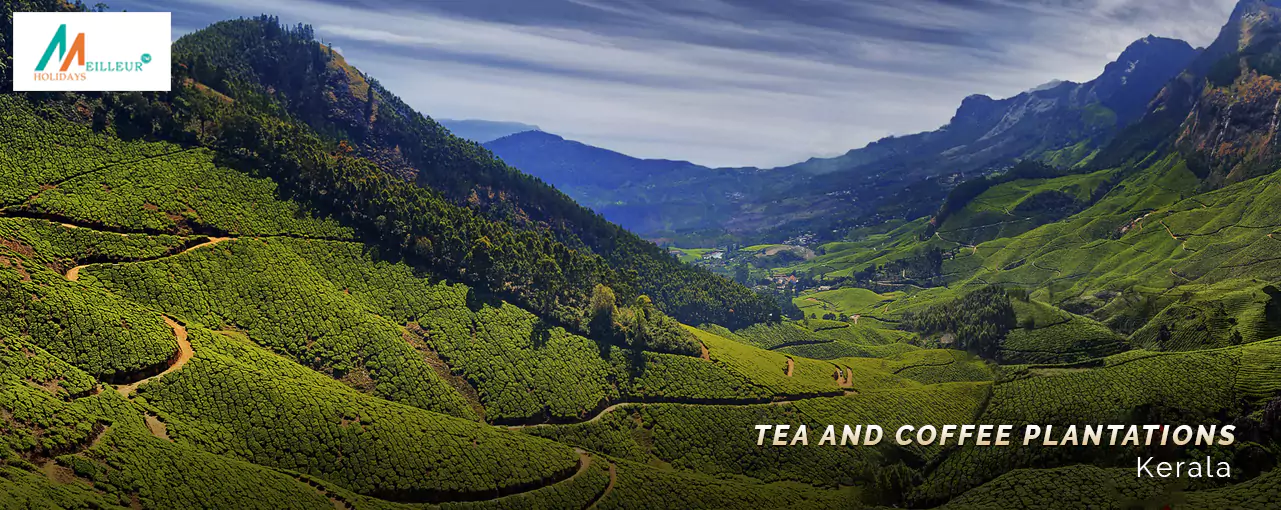 Kerala Premium Package Tea and coffee plantations