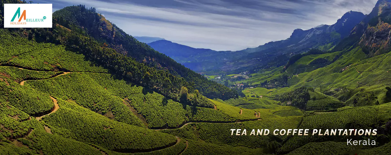 Tea and coffee plantations