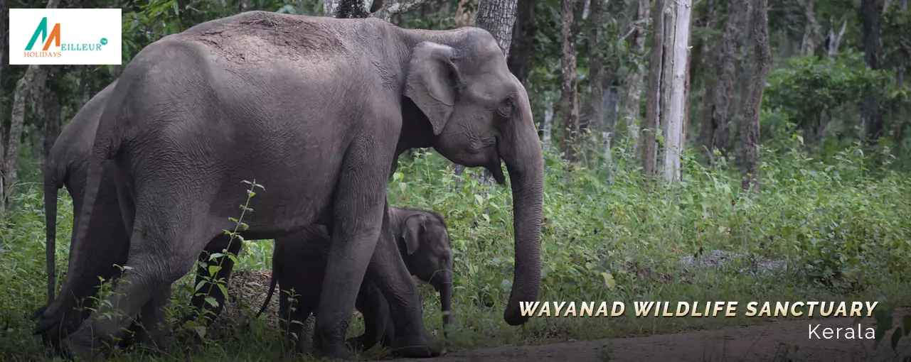 Kerala Premium Package wayanad wildlife sanctuary