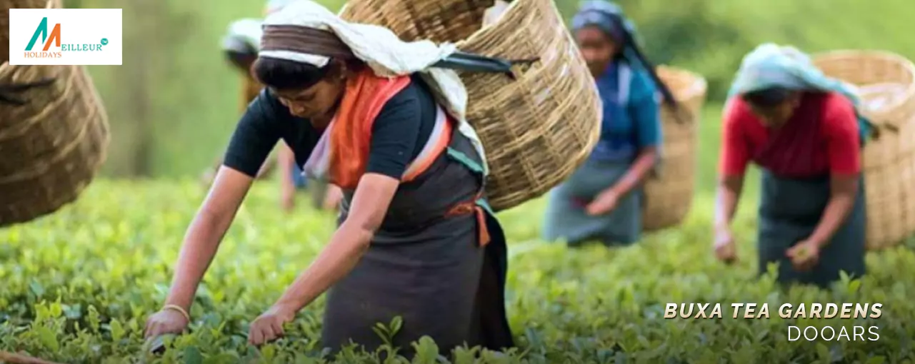 DOOARS TOUR Buxa Tea Gardens