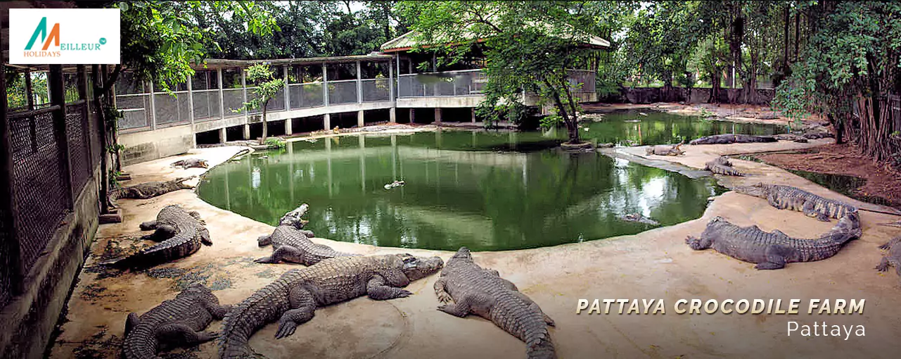 Phuket Pattaya Tour Package Pattaya Crocodile Farm