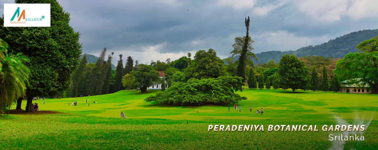 Srilanka Tour Peradeniya Botanical Gardens