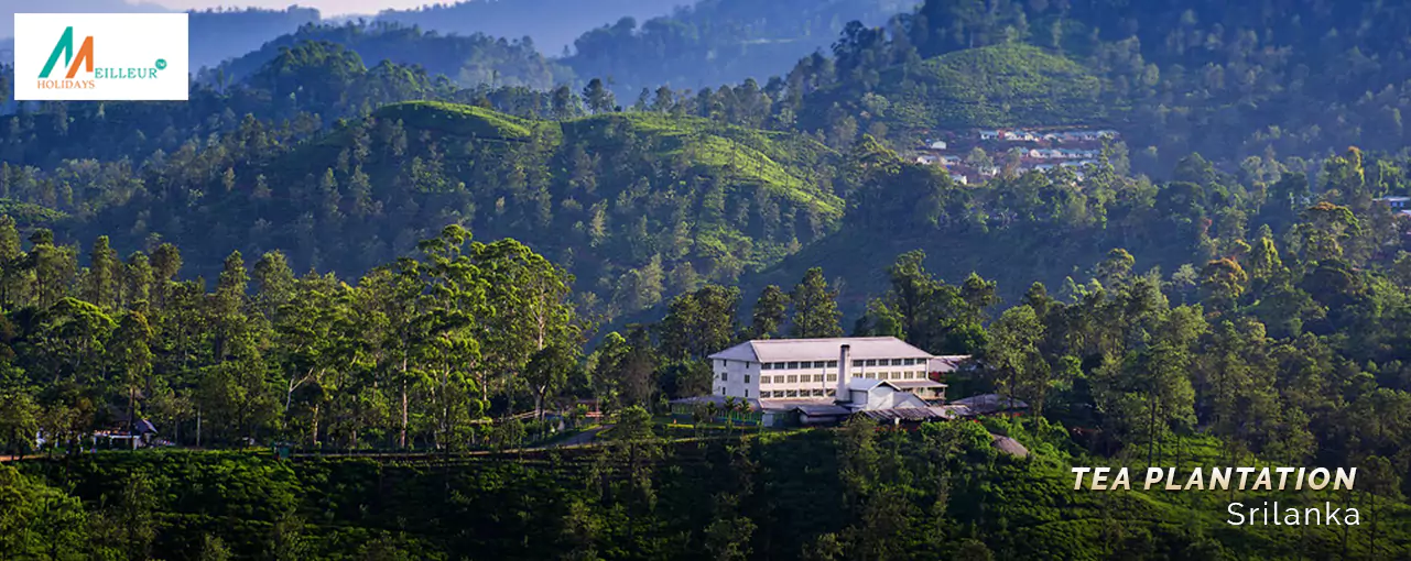 Srilanka Tour Tea Plantation