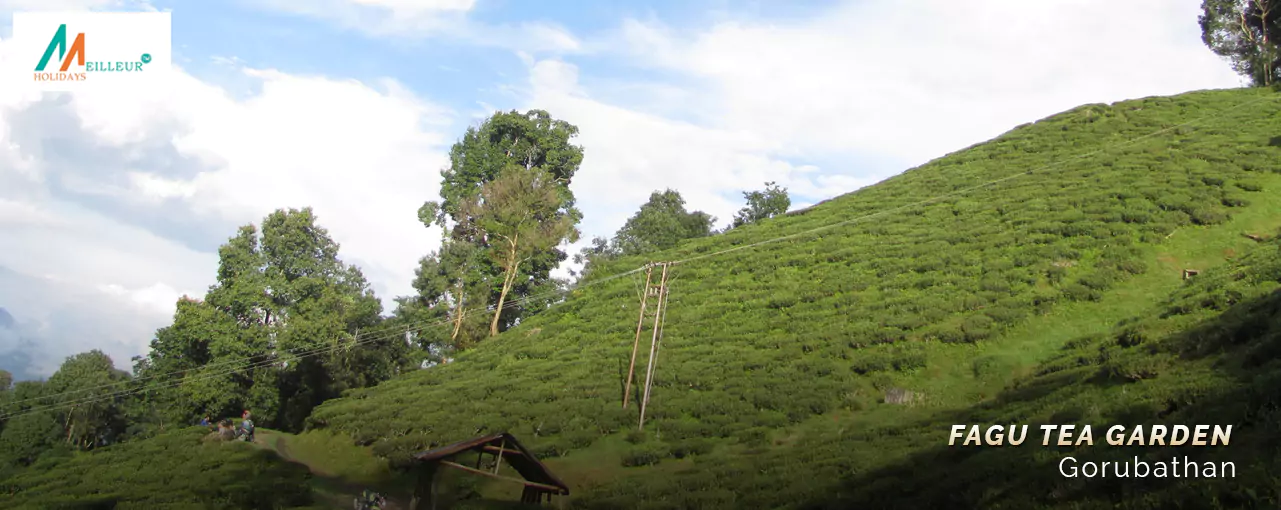 The Reserve Fagu Fagu Tea Garden