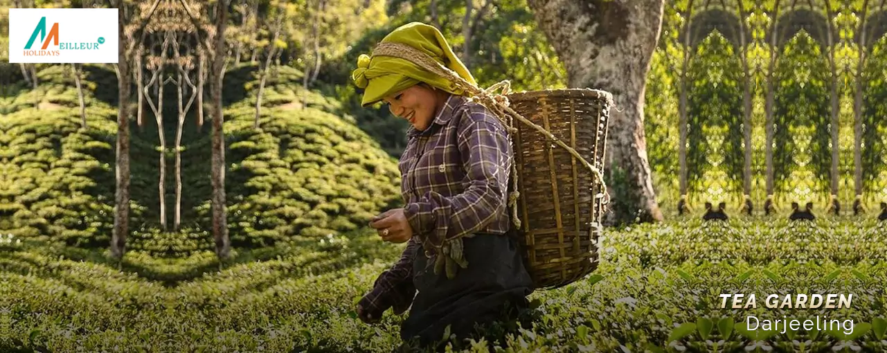 Darjeeling Tea Bungalow & Garden stay Tea Garden