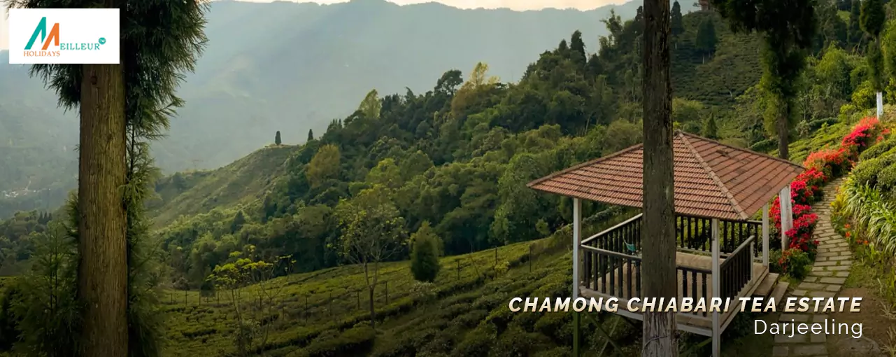 Chamong Chiabari Tea Estate