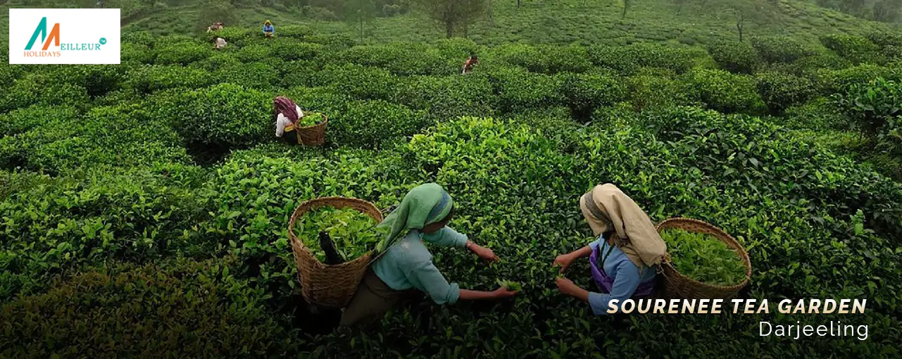 Sourenee Tea Estates Sourenee Tea Garden