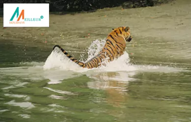 Sundarban Tour Package