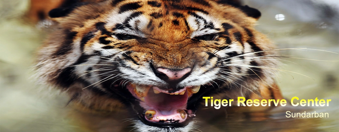 Get up close with a fierce tiger, mouth agape, showcasing its sharp teeth, in our Sundarban Tour Package.