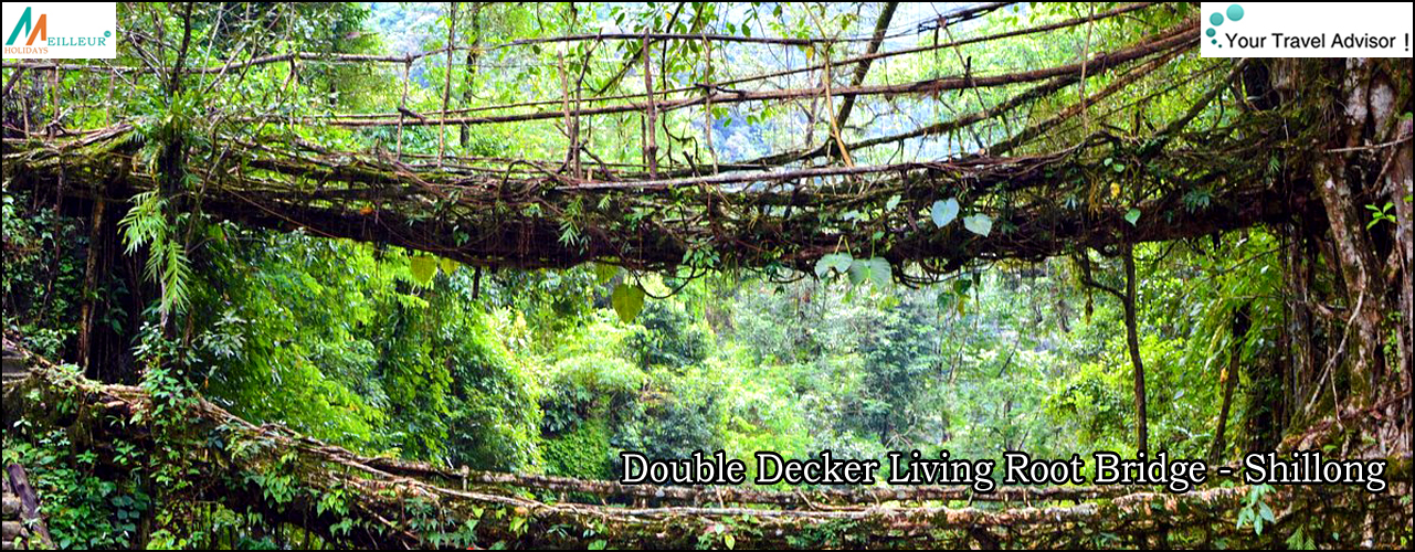 Double Decker Living Root Bridge