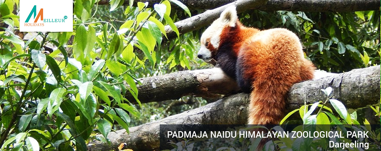 Padmaja Naidu Himalayan Zoological Park