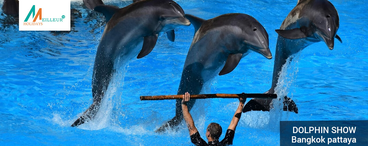 dolphin-show-_Bangkok-pattaya-durga-puja-group-departure