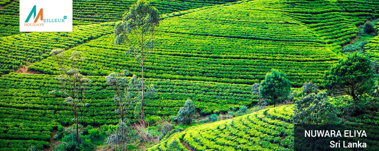 03_nuwara-eliya_Pinnawala_Srilanka-Tour