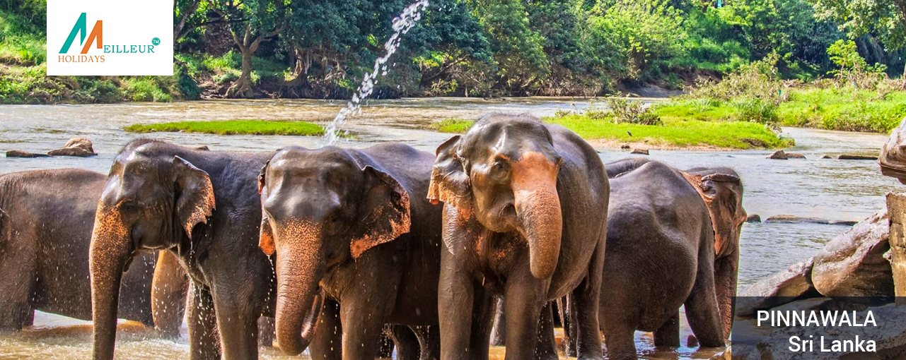 05_Pinnawala_Srilanka-Tour