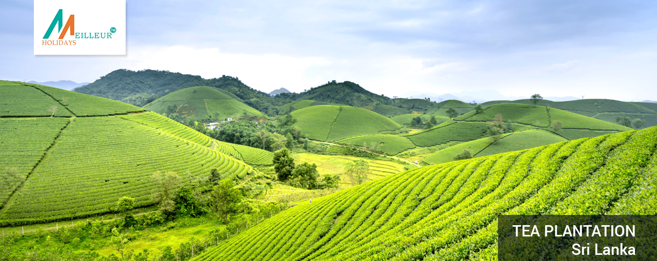 06_tea-plantation_Srilanka-Tour
