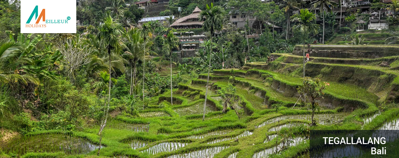 06_tegallalang_Bali-Tour-Package