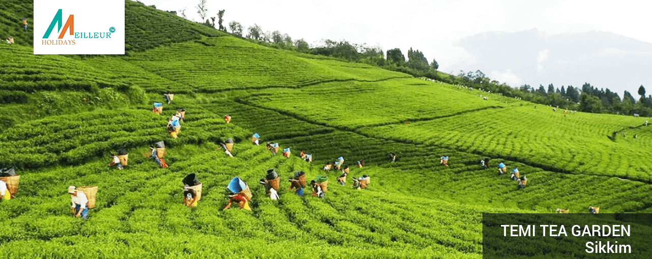 04_temi-tea-garden_Kaluk-Ravangla-Gangtok