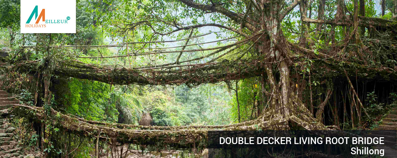 03_double-decker-living-root-bridge_Assam_Meghalaya_Kaziranga-Tour-Packages