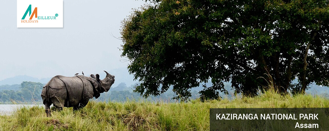 04_kaziranga-national-park_Assam_Meghalaya_Kaziranga-Tour-Packages