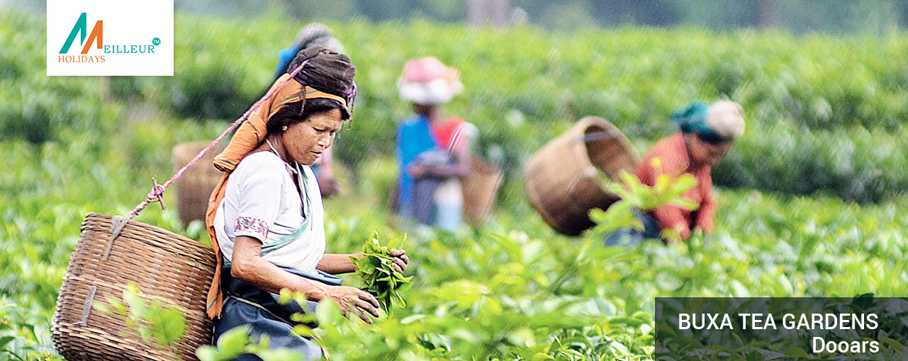 02_buxa-teavgardens_dooars