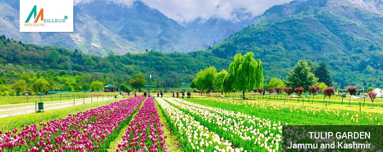 04_tulip-gardenKashmir Tour Package