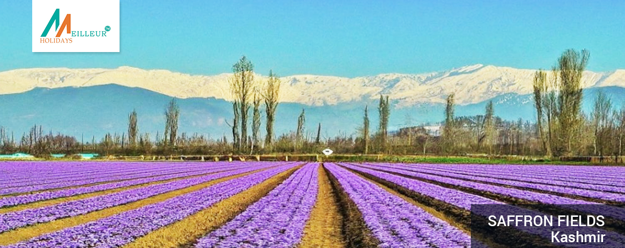 06_Saffron-Fields_Kashmir Tour Package